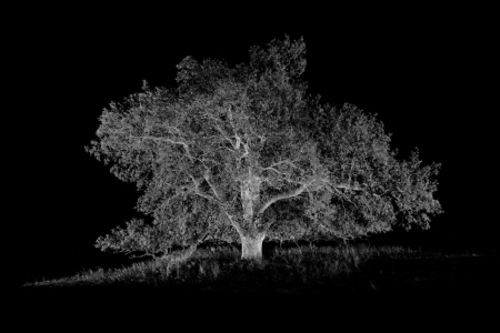Oak Tree: Nature's Greatest Survivor